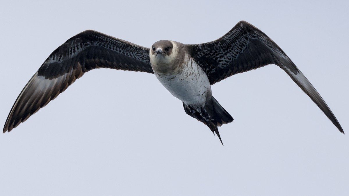Parasitic Jaeger - ML639683504