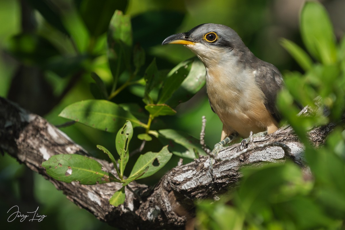 Mangrove Cuckoo - ML639683545