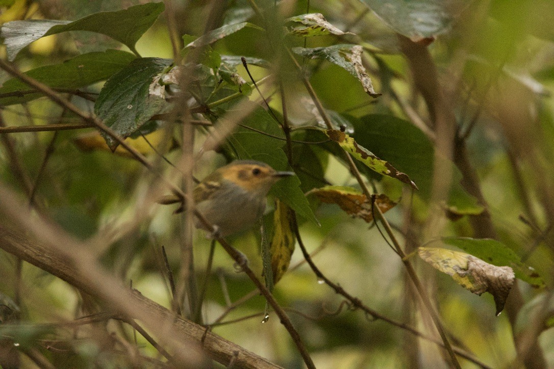 Ochre-faced Tody-Flycatcher - ML639683551