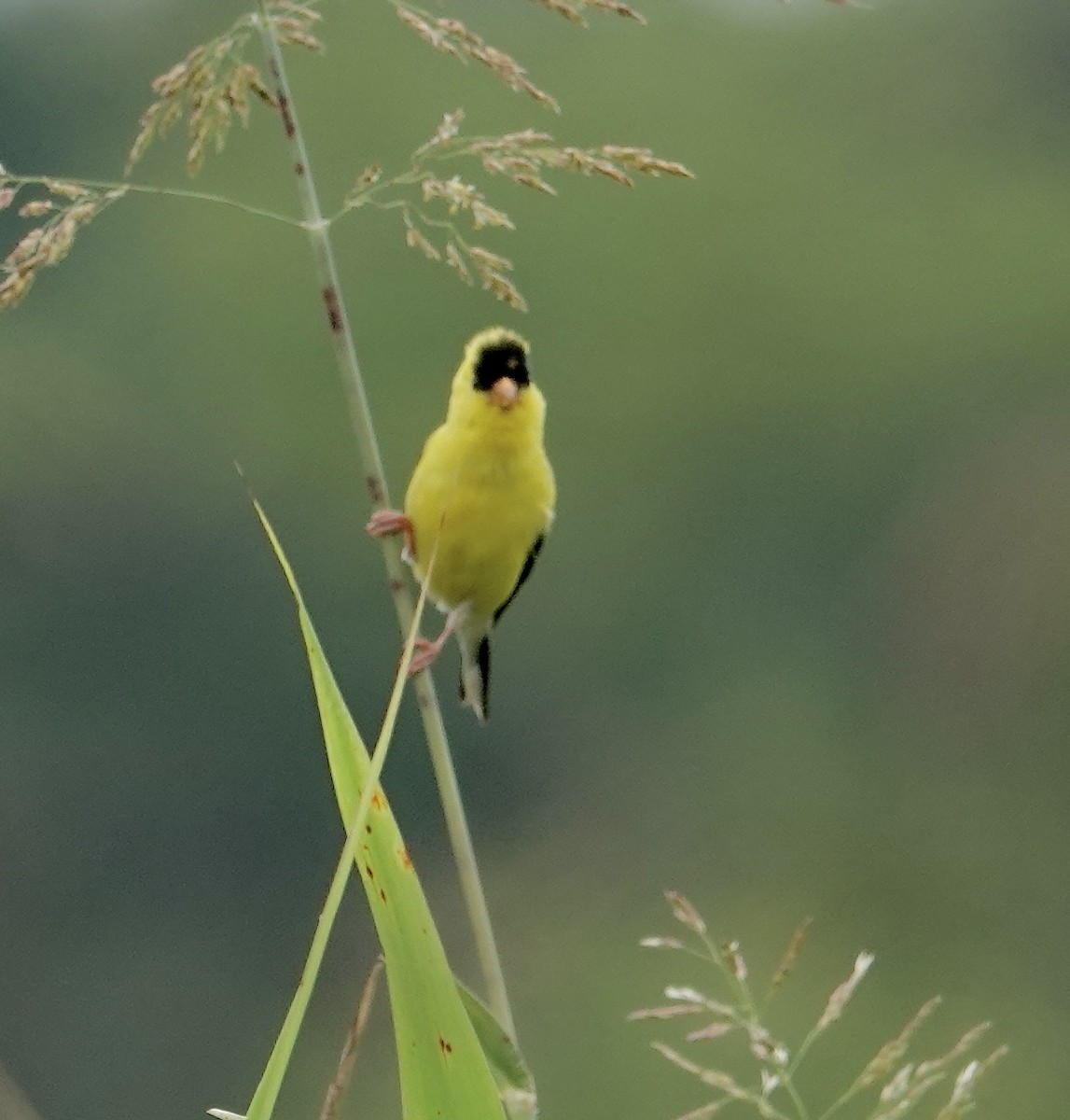 American Goldfinch - ML639683559