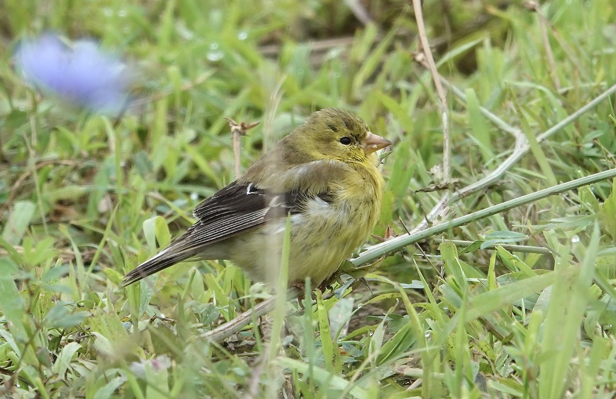 American Goldfinch - ML639683560