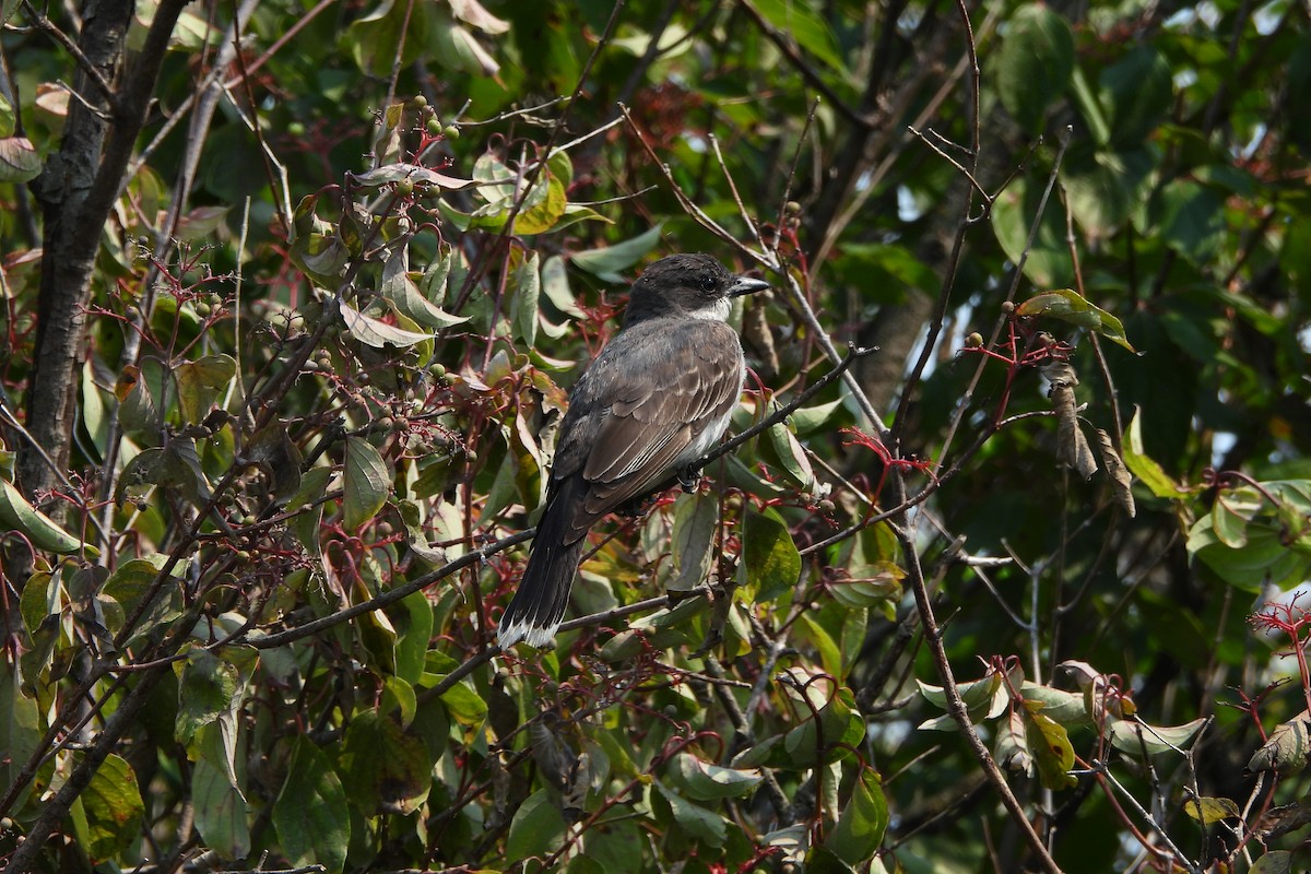 Eastern Kingbird - ML639683576