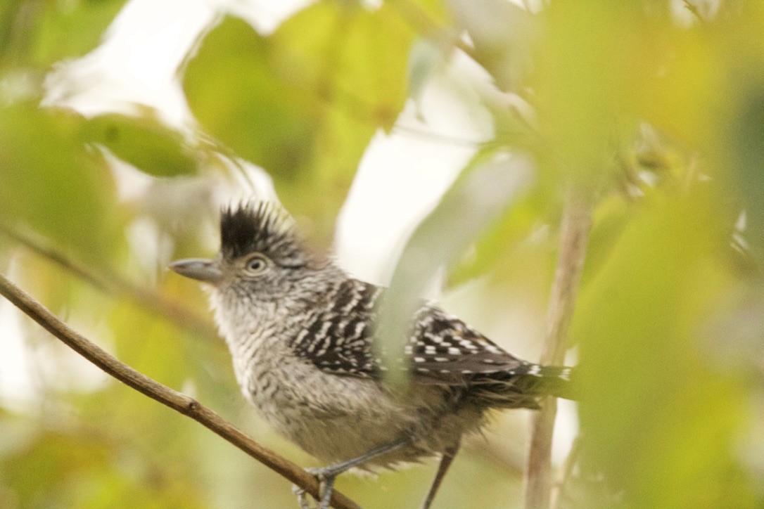 Barred Antshrike - ML639683578