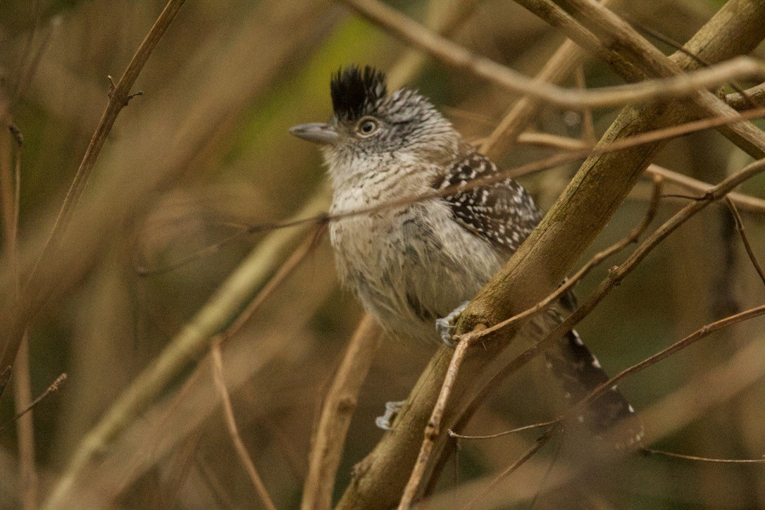 Barred Antshrike - ML639683581