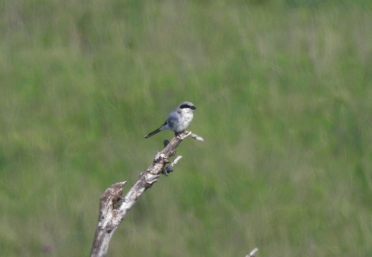 Loggerhead Shrike - ML639683582