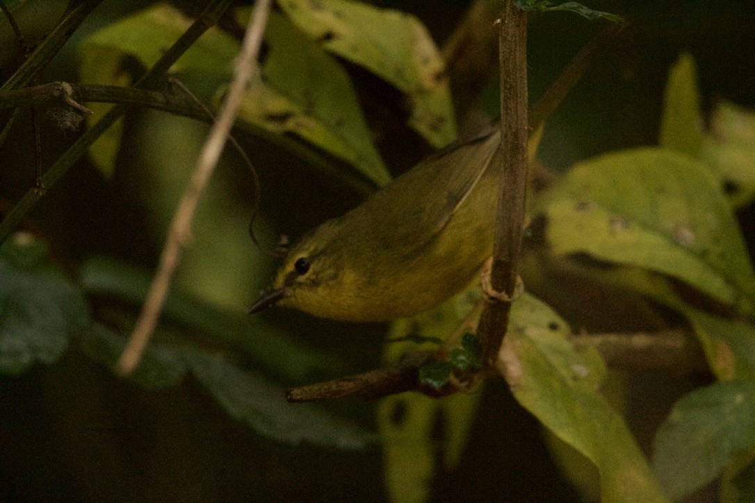 Two-banded Warbler - ML639683585