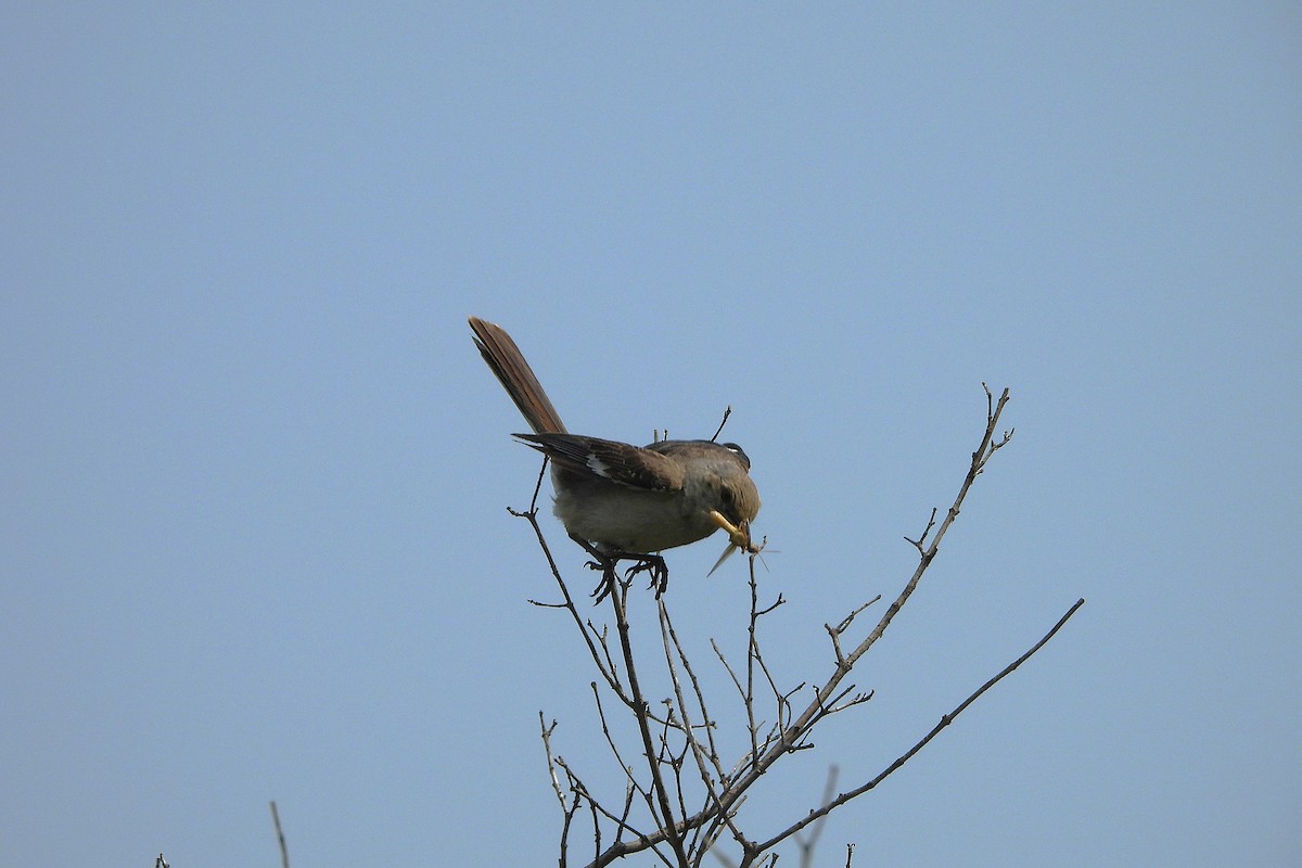 Northern Mockingbird - ML639683596
