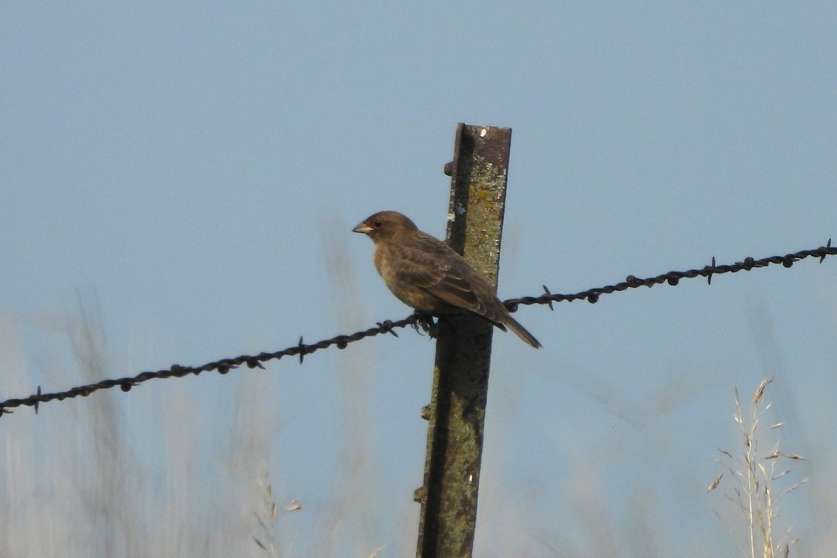 Brown-headed Cowbird - ML639683603