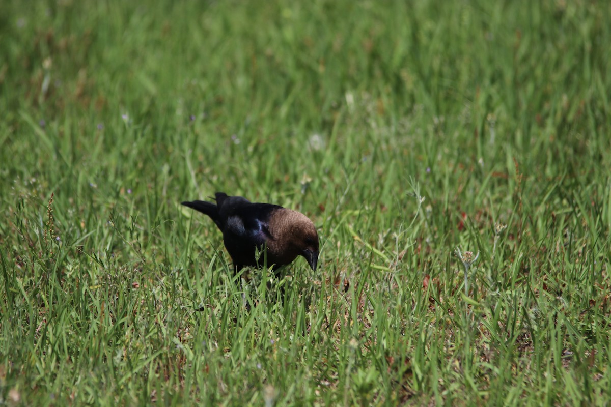 Brown-headed Cowbird - ML639683604