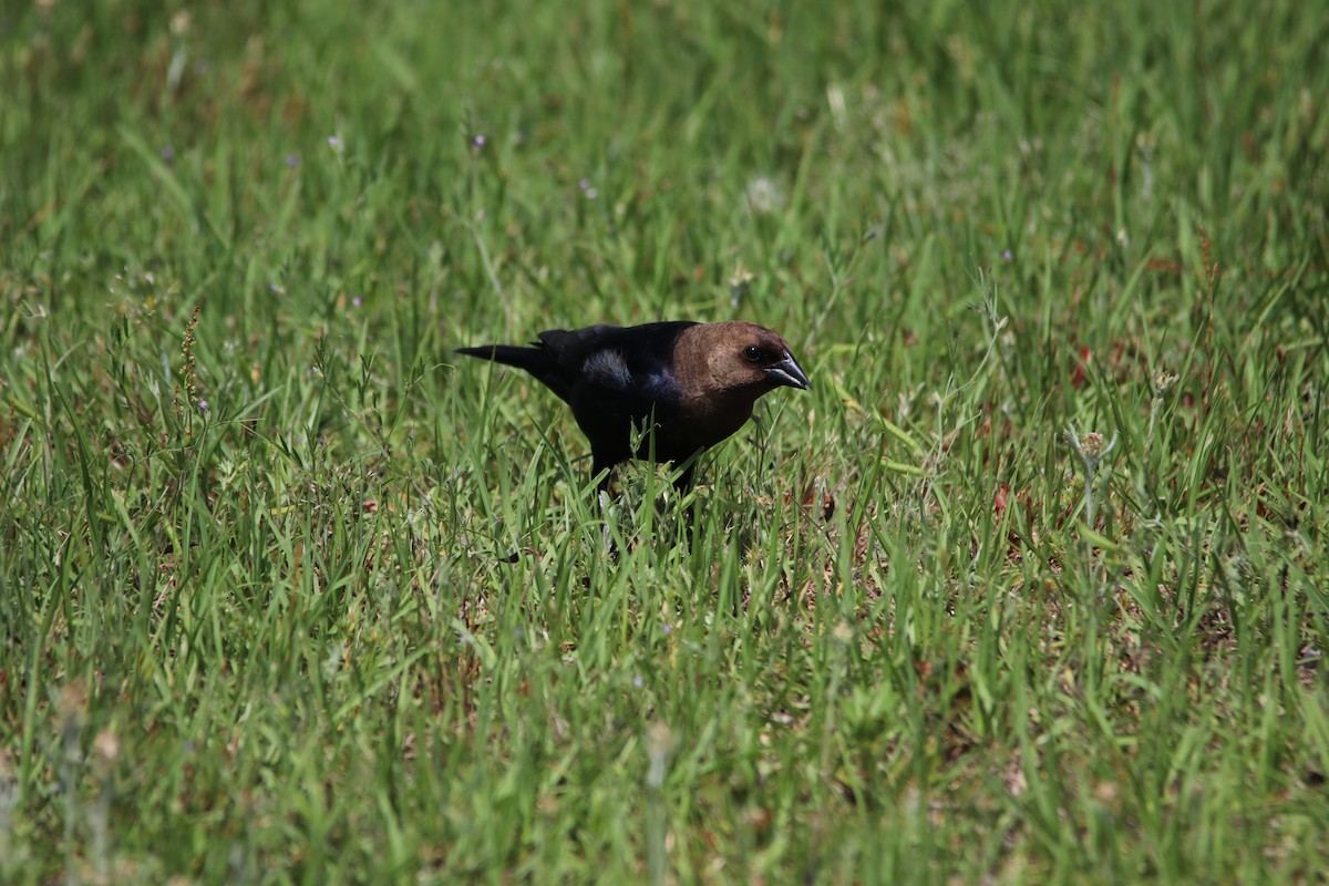 Brown-headed Cowbird - ML639683605
