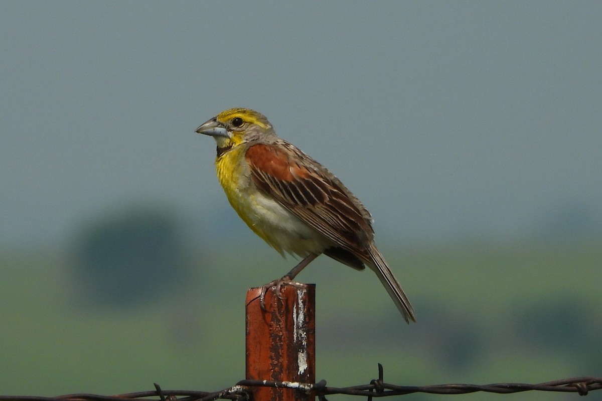 Dickcissel - ML639683611