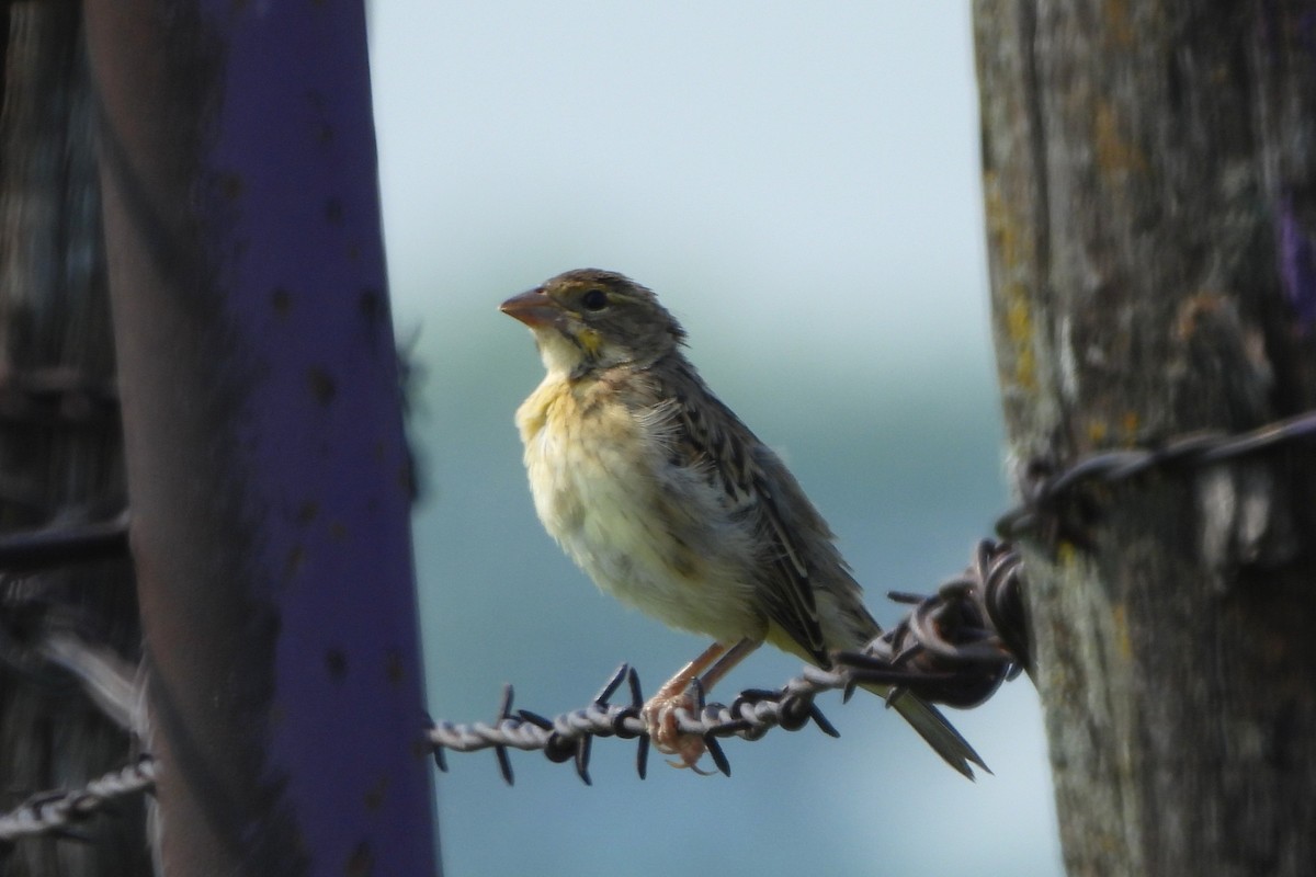 Dickcissel - ML639683612