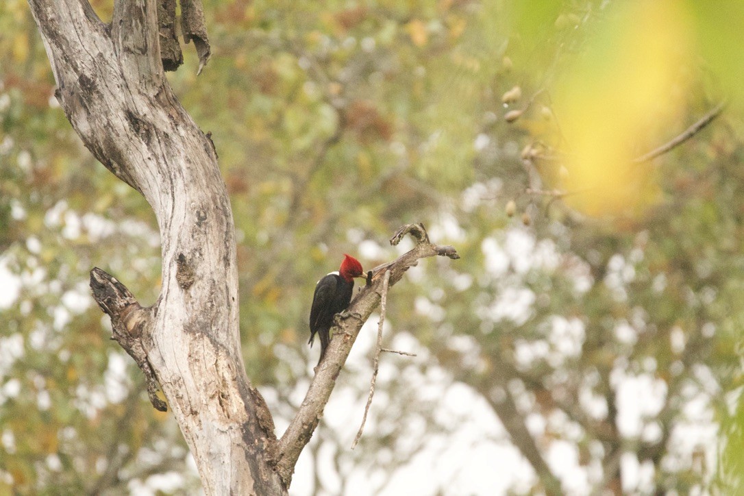 datel světlehřbetý - ML639683617