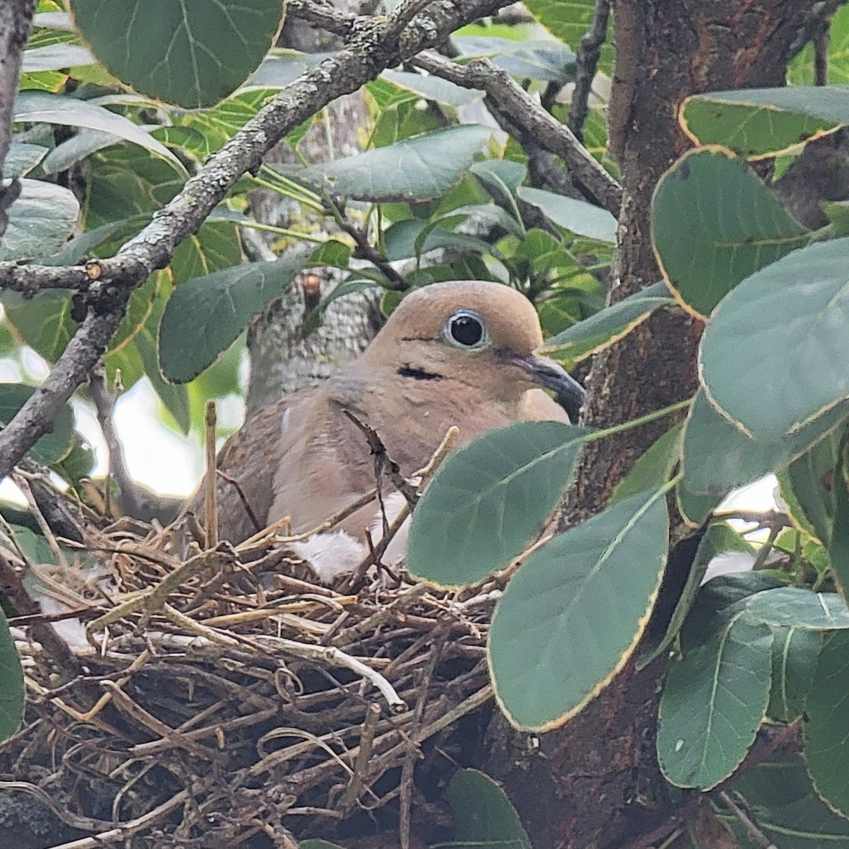 Tourterelle triste - ML639683625