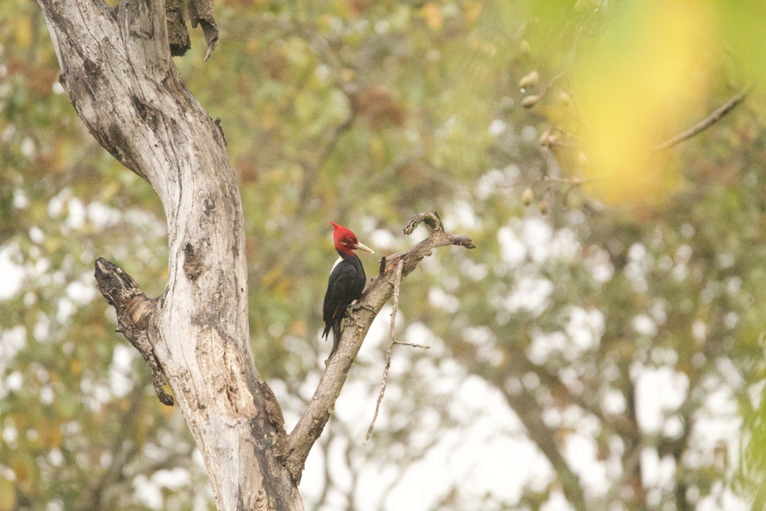 datel světlehřbetý - ML639683626