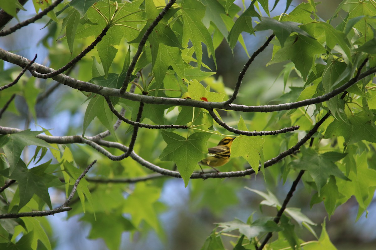 Prairie Warbler - ML639683692