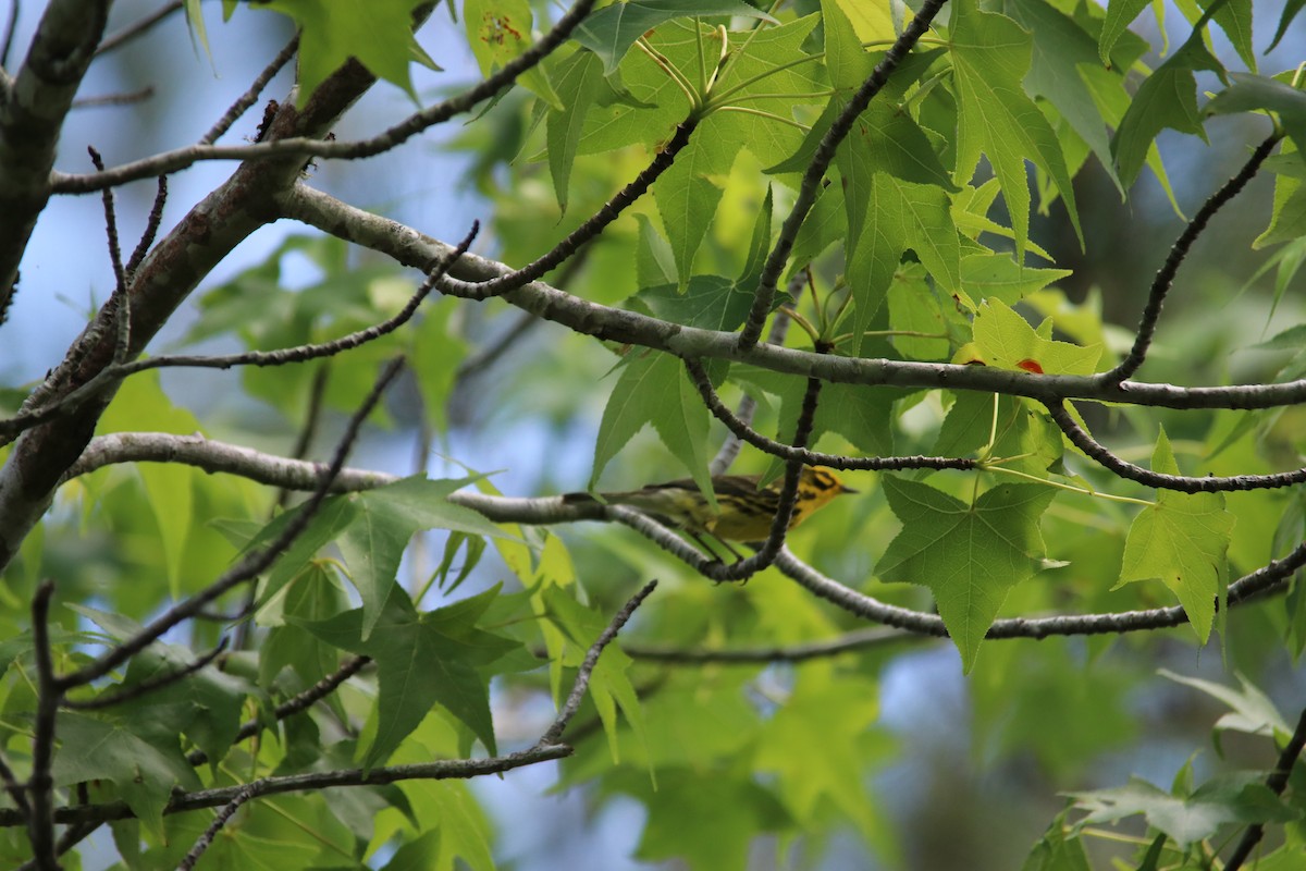 Prairie Warbler - ML639683693