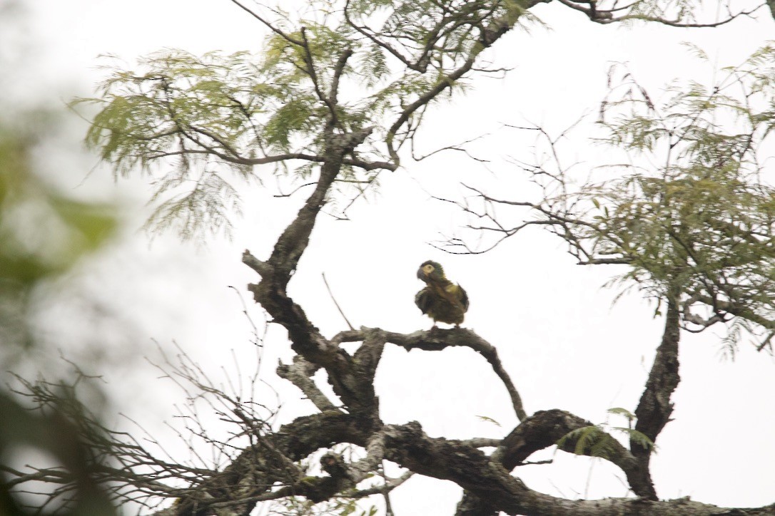 amazónek šupinkový - ML639683707