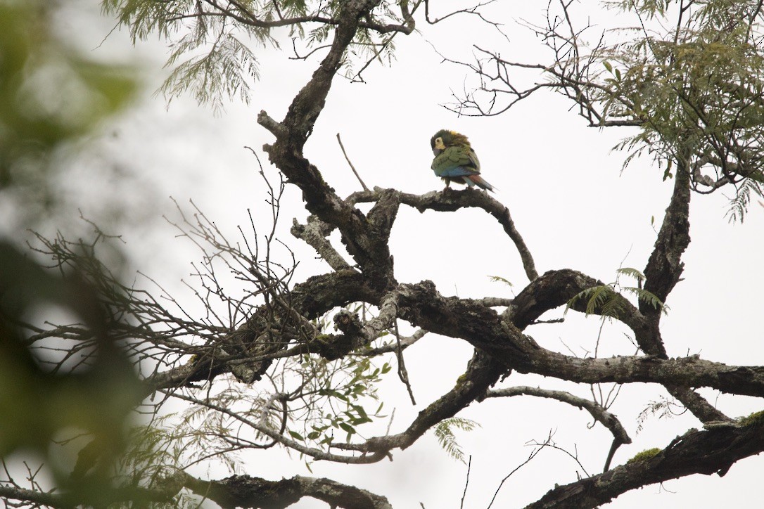 amazónek šupinkový - ML639683715