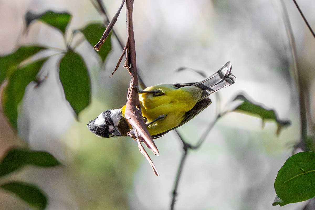 Eastern Shrike-tit - ML639683727