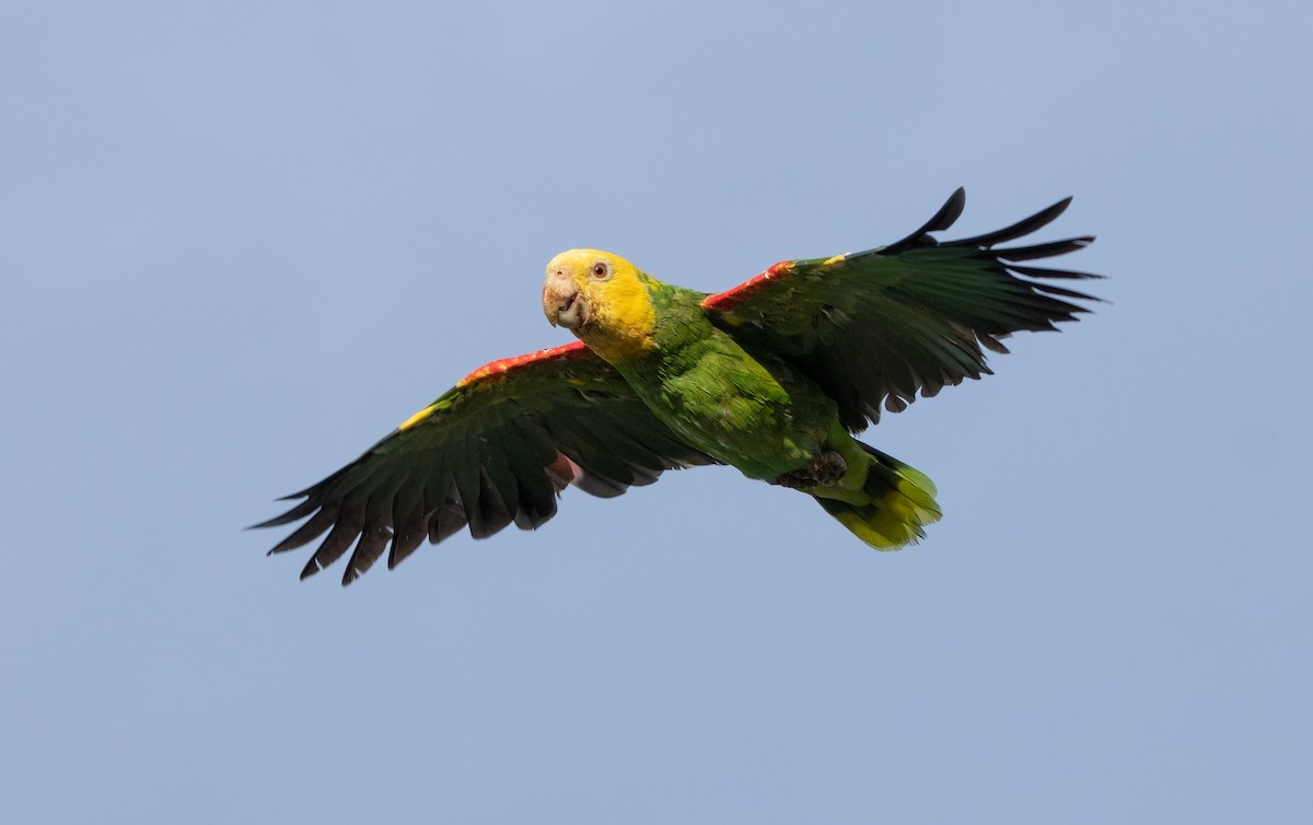 Yellow-headed Amazon (Tres Marias Is.) - ML639683732