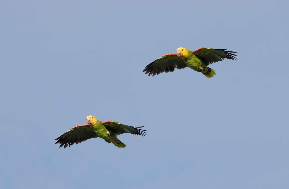 Yellow-headed Amazon (Tres Marias Is.) - ML639683733