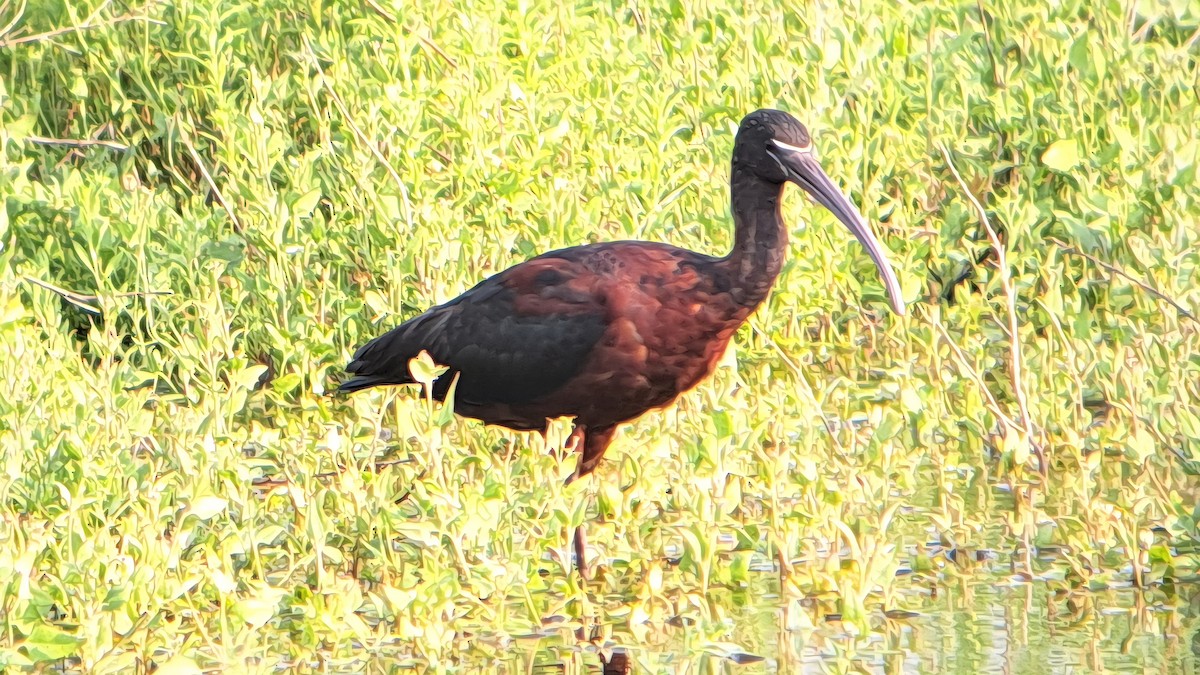 Sichler - ML639683772