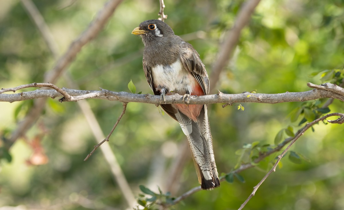 Coppery-tailed Trogon - ML639683773