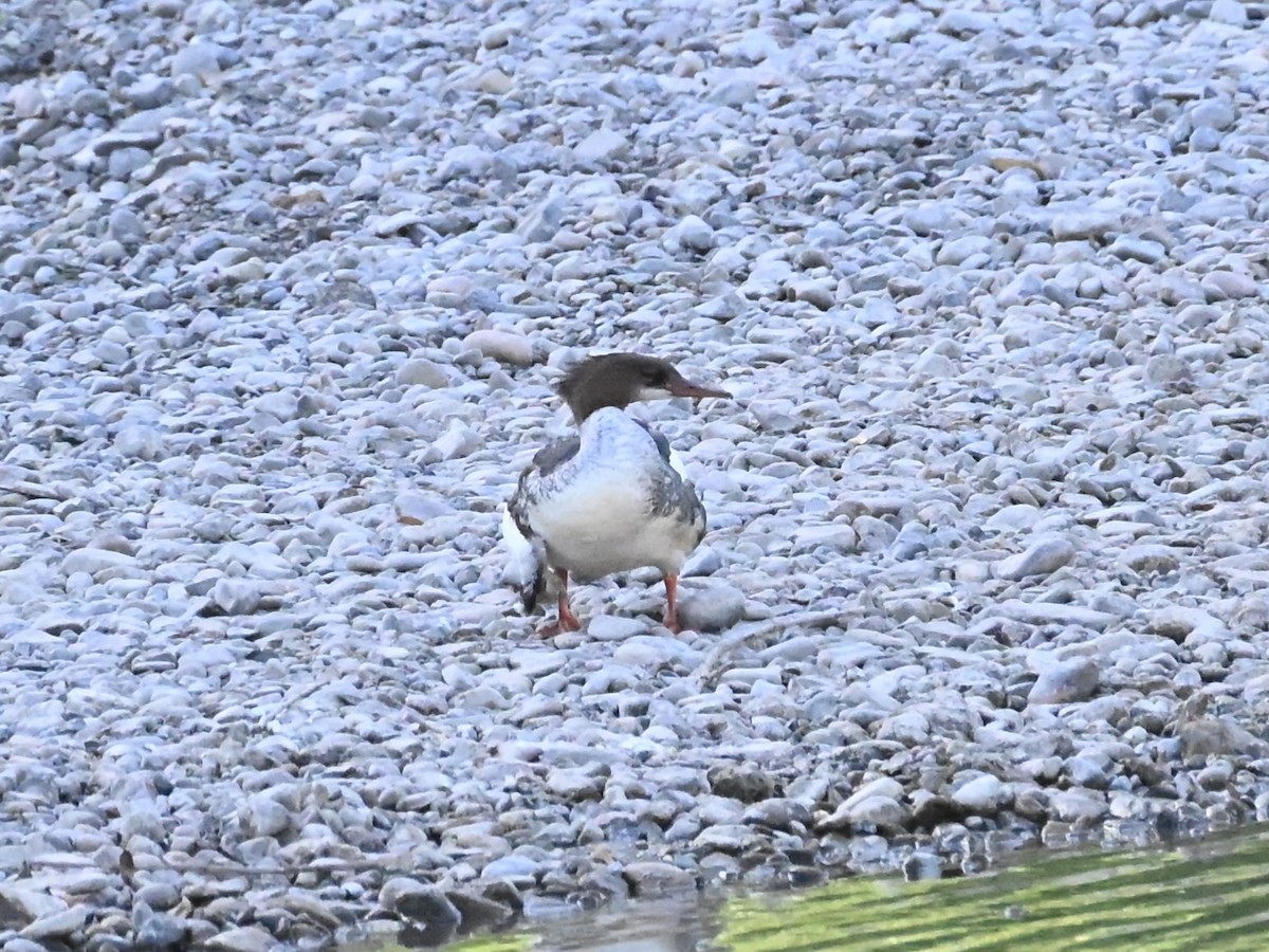 Common Merganser - ML639683784