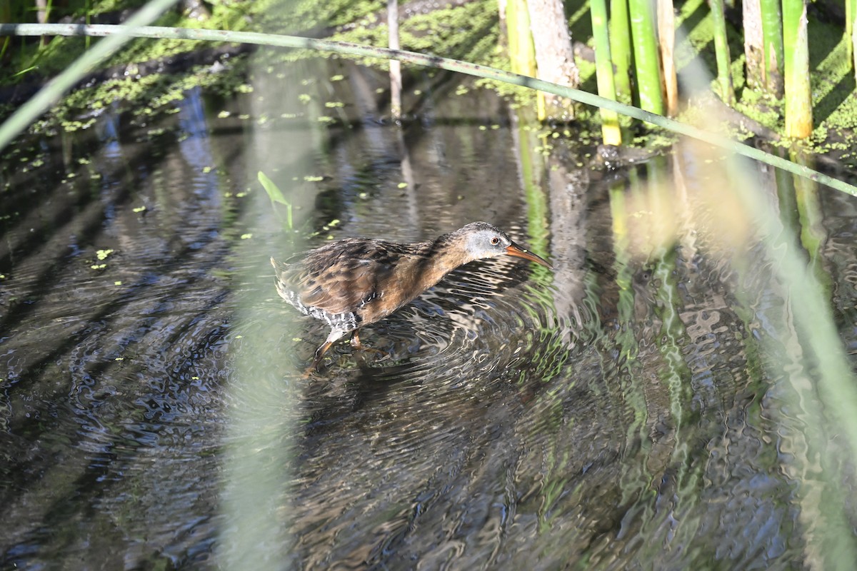 Virginia Rail - ML639683799