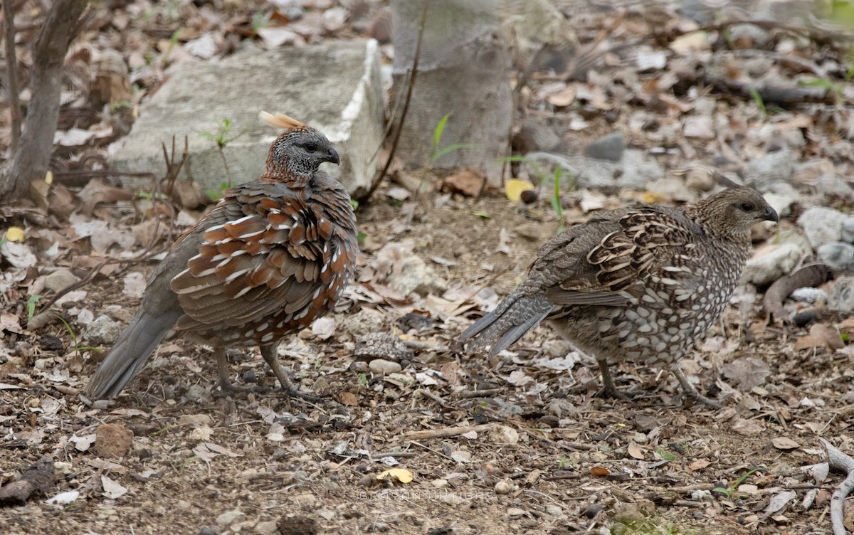 Elegant Quail - ML639683862