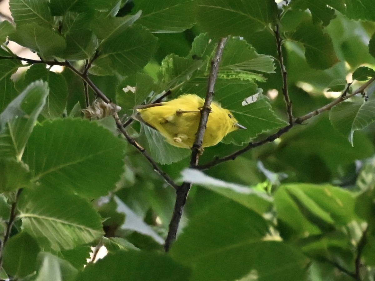 Yellow Warbler - ML639683866
