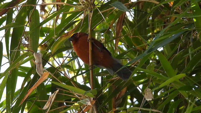 Plushcap - ML639683904