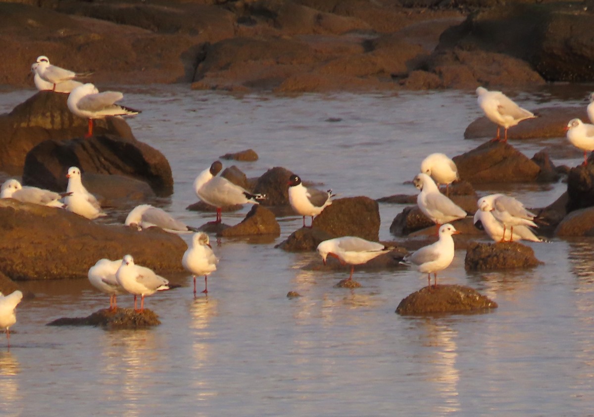 Franklin's Gull - ML639683909
