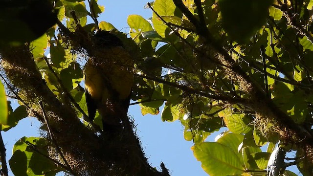 Streak-crowned Mountain Tanager - ML639683910