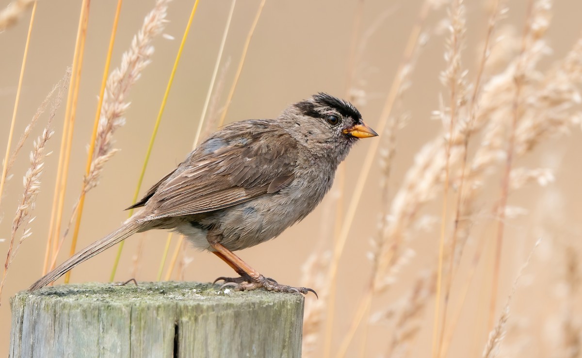 White-crowned Sparrow (nuttalli) - ML639683919