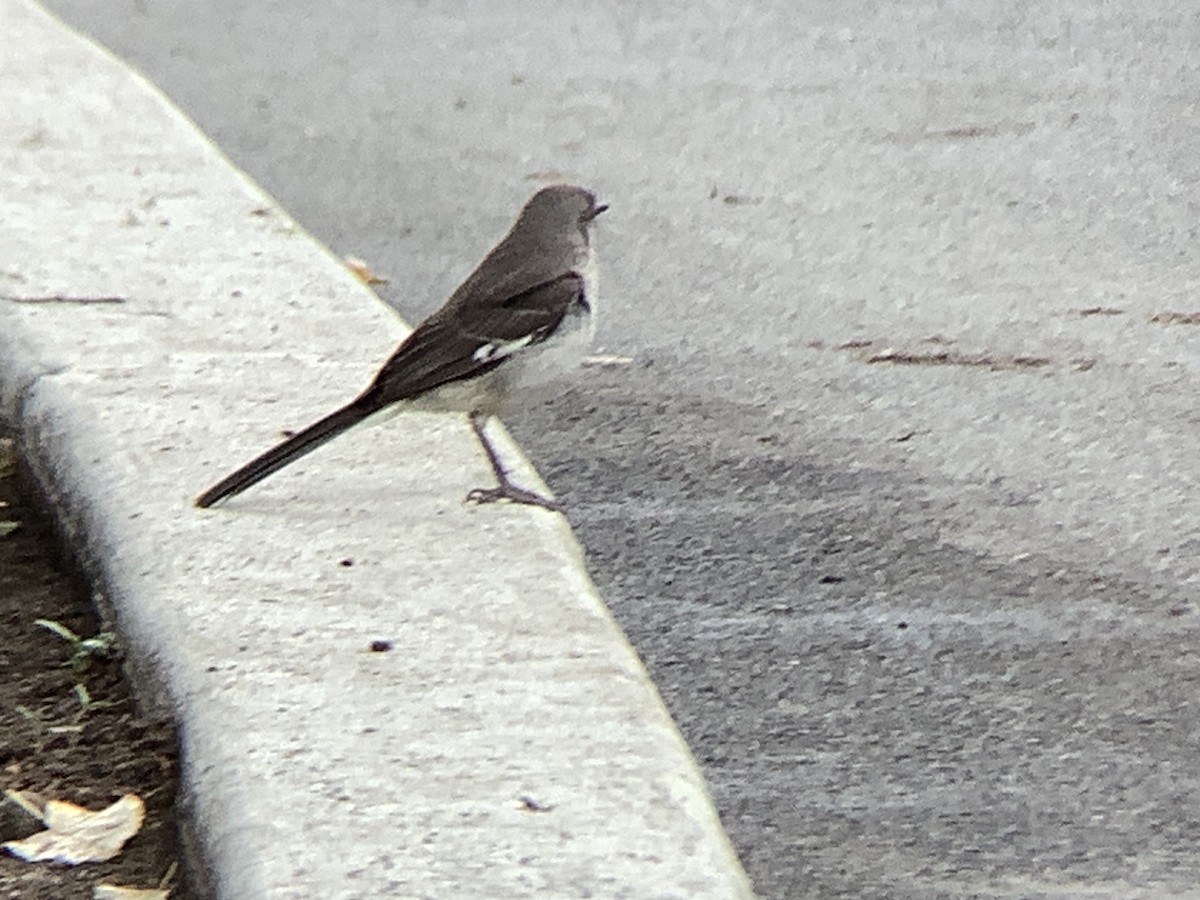 Kuzeyli Taklitçi - ML639683974