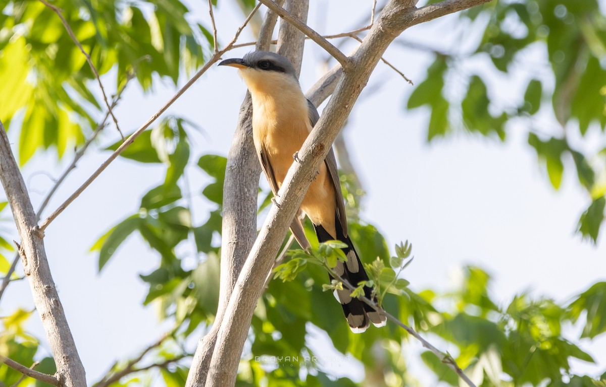 Mangrove Cuckoo - ML639683982