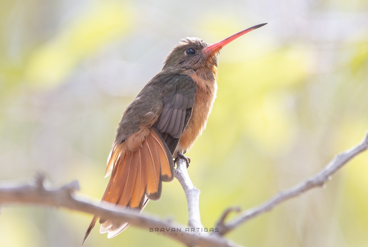 Cinnamon Hummingbird (Tres Marias Is.) - ML639683993