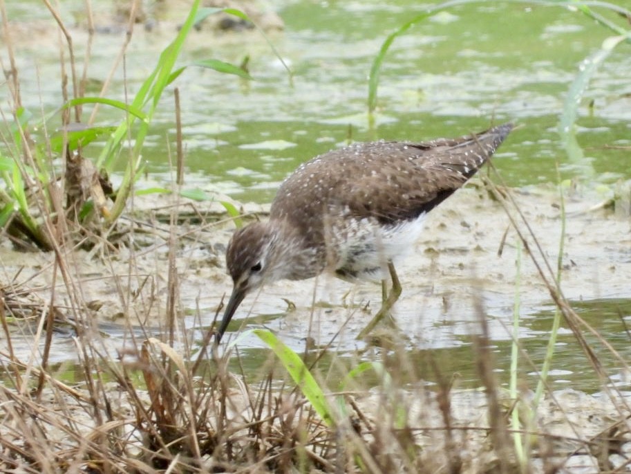 Solitary Sandpiper - ML639684017