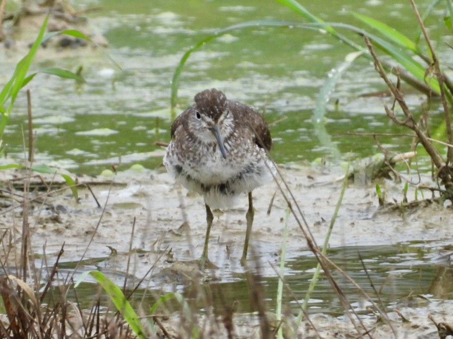 Solitary Sandpiper - ML639684018
