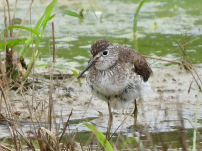 Solitary Sandpiper - ML639684019