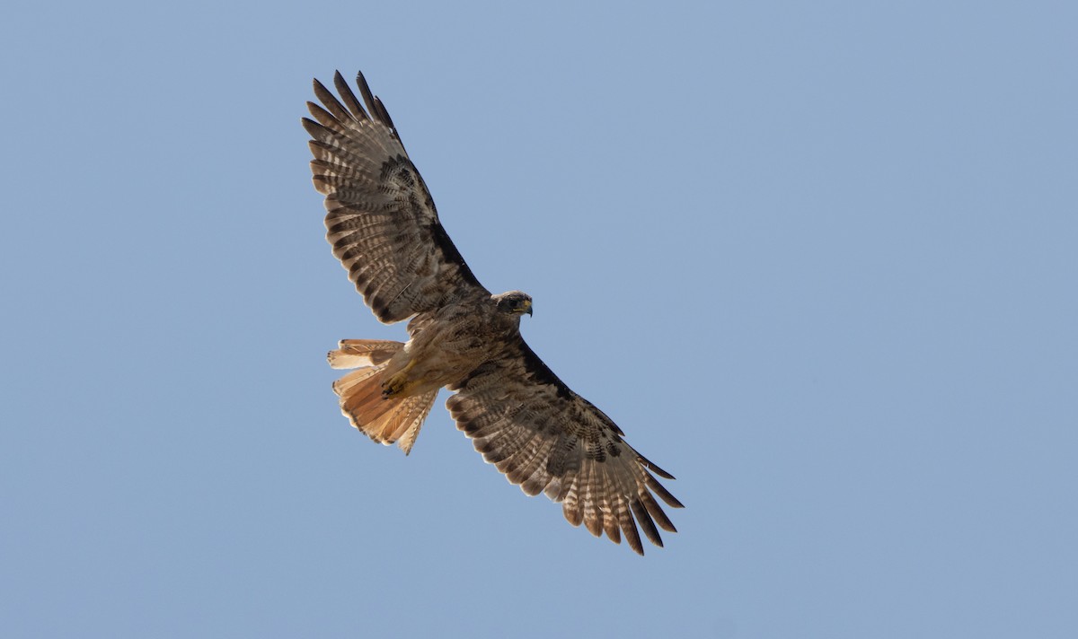 Red-tailed Hawk (fumosus) - ML639684024