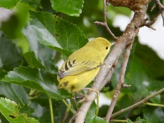 Yellow Warbler - ML639684043