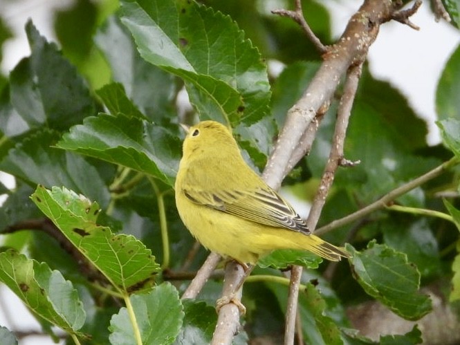 Yellow Warbler - ML639684044