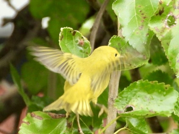 Yellow Warbler - ML639684045