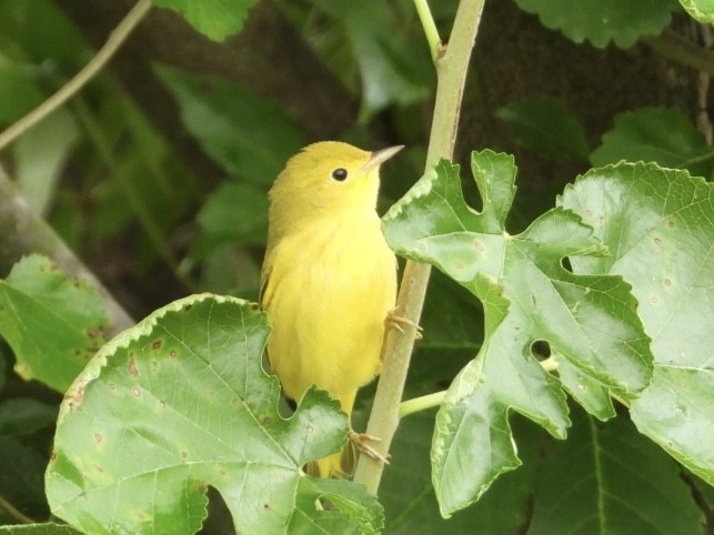 Yellow Warbler - ML639684046