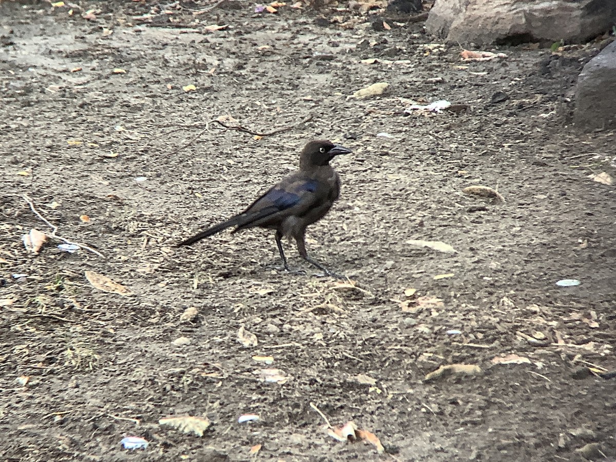 Common Grackle - ML639684152