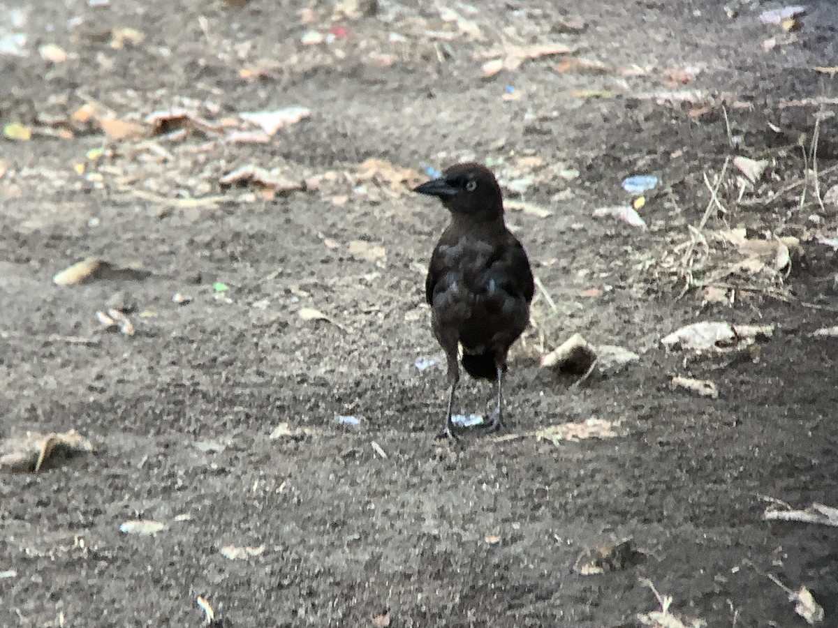 Common Grackle - ML639684158