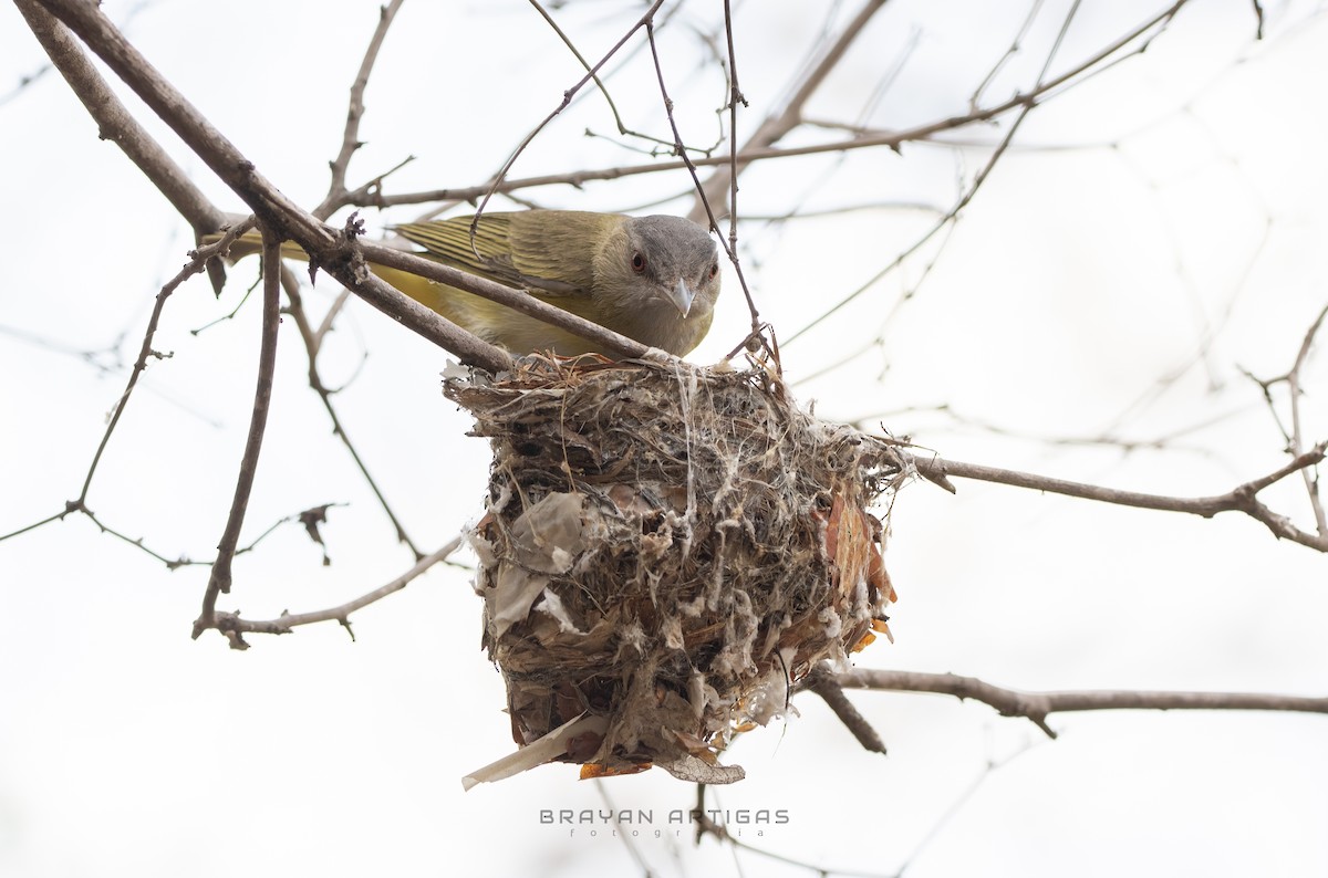 Yellow-green Vireo - ML639684181